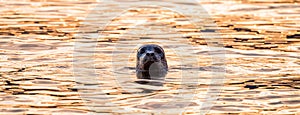 Seal pocking his head out of the water to look. Pacific Ocean on West Coast