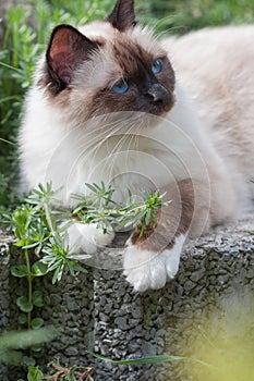 A seal point Birman cat, 1 year  old cat , male with blue eyes lying  in garden