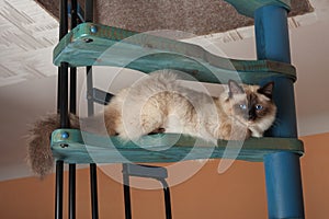A seal point Birman cat, 1 year old cat , male with blue eyes is sitting on wooden spiral staircase