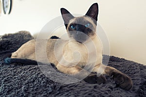 Seal point Siamese