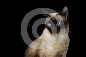 seal point siamese cat sitting waiting for food. Thai cat looking something on black background.Hungry siamese cat with blue eyes