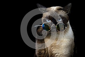 seal point siamese cat sitting waiting for food. Thai cat looking something on black background.Hungry siamese cat with fashion