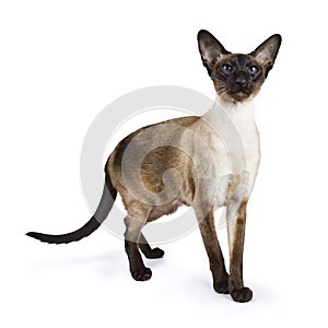 Seal point siamese cat isolated on white background photo