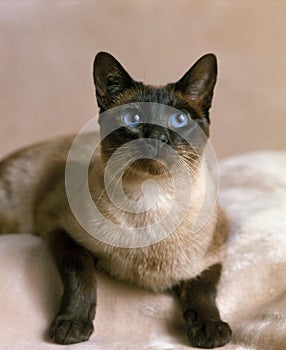Seal Point Siamese Domestic Cat