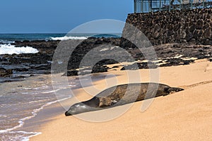 Seal at Poipu beach, Kauai, Hawaii