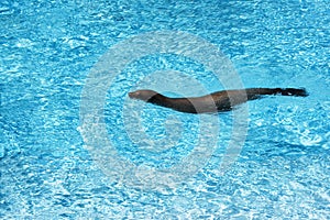 Seal in the pool at Barcelona