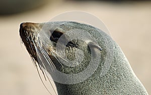 Seal portrait