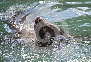 Seal portrait