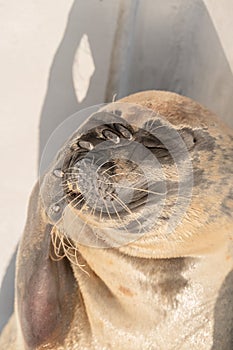 Seal portrait with a dramatic face