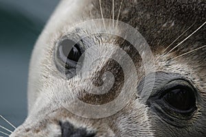 Seal portraits