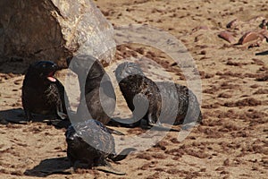 Seal pubs playing at the beach