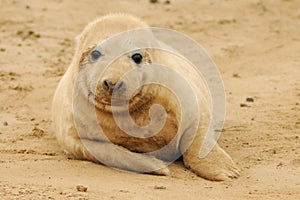 Seal pup