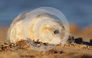 Seal Pup