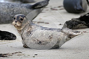 Seal Pup