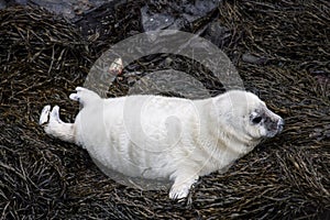 Seal Pup