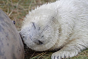 Seal Pup