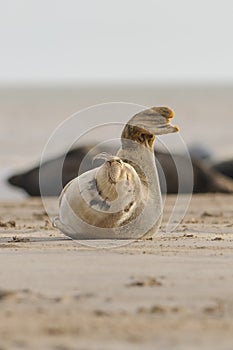 Seal Pup