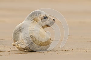 Seal Pup