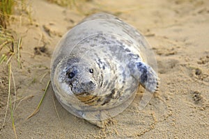 Seal pup on the beach