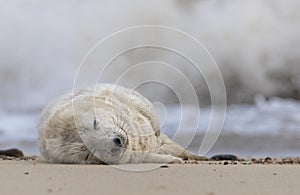 Seal pup on the beach in Norfolk