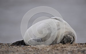 Seal pup on the beach in Norfolk