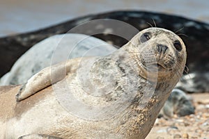 Seal pup close-up