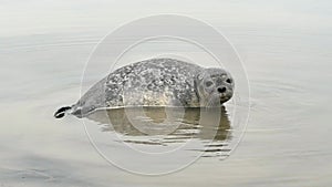 Seal pup in a lagoon in Iceland