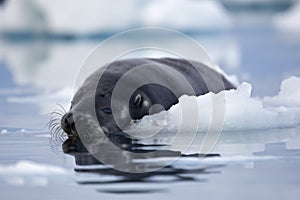 seal pup napping, with its flippers tucked in and head resting on ice