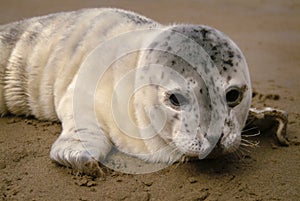 Seal Pup on an Oregon Beach.