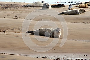 Seal pup on shore