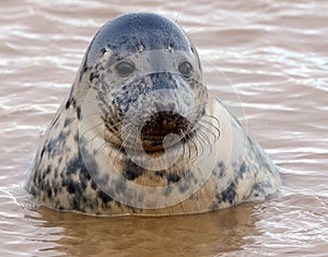 Seal pup in water