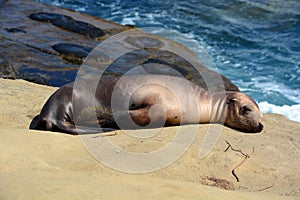 A seal puppy