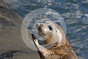 Seal Puppy in La Jolla