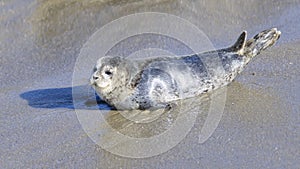 Wild Seal Puppy