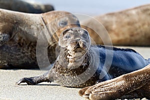 Seal Puppy