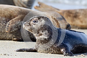 Seal Puppy