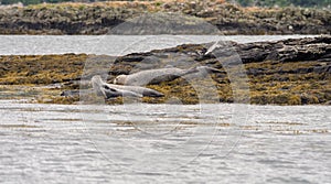 Seal with pups