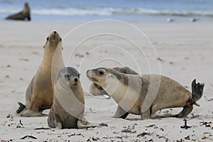 seal pups on a beach on kangaroo island