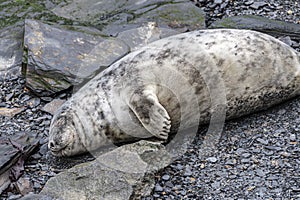 Seal Pups on the beach Pembrokeshire South Wales