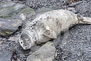 Seal Pups on the beach Pembrokeshire South Wales