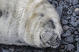 Seal Pups on the beach Pembrokeshire South Wales