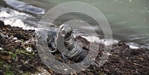 Seal pups on new zealands beach