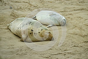 Seal pups sleeping on the sand.
