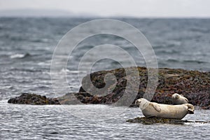 Focas relajante sobre el la roca en islandia 