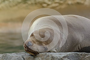 Seal