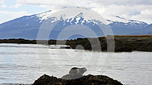 Seal resting in front of SnÃ¦fellsjÃ¶kull volcano in Iceland
