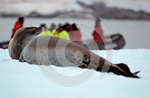 Seal Resting On Ice 