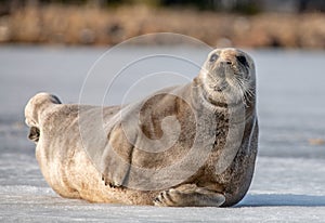 Seal resting on an ice floe. The bearded seal, also called the square flipper seal. Scientific name: Erignathus barbatus. White photo