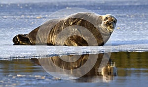 Seal resting on an ice floe. The bearded seal, also called the square flipper seal.