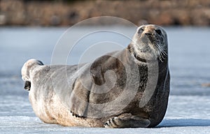 Seal resting on an ice floe. Close up. The bearded seal,